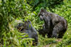 Gorilla beringei beringei dans la fort impntrable de Bwindi, Ouganda.