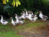 Oies flamandes (forme pie-cendr)