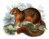 Planche zoologique de 1878