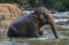 Un lphant tranquillement assis dans l'eau d'une rivire abondante et remuante, l'eau jusqu' mi-corps environ.