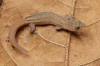 Description de l'image Sphaerodactylus arisae.jpg.