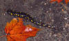 Description de l'image Spotted Salamander, Cantley, Quebec.jpg.