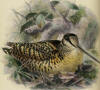 Description de l'image The geographical distribution of the family Charadriidae, or the plovers, sandpipers, snipes, and their allies (1888) (14568890009).jpg.