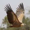 Griffon Vulture Gyps Fulvus Species Factsheet | BirdLife DataZone
