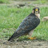 Lanner Falcon Falco Biarmicus Species Factsheet | BirdLife DataZone