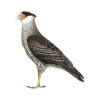 Guadalupe Caracara Caracara Lutosa Species Factsheet | BirdLife DataZone