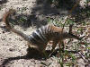 Description de l'image Numbat gnangarra 03.jpg.