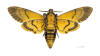 Acherontia atropos - ♀ △ - Muséum de Toulouse