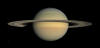 Image illustrative de larticle Saturne (plante)