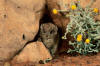 These Marsupials Drop Dead After Mating - The New York Times