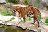 Tigre indocinese(Panthera tigris corbetti) | JuzaPhoto