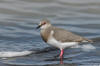 Chorlo de Magallanes (Pluvianellus socialis)Chorlo-de-Maga | Flickr