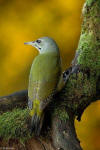 Pic cendr ( Picus canus ) | Les oiseaux du monde, Animaux, Oiseaux