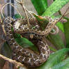 Description de l'image 2009-03-07Dasypeltis scabra237.jpg.