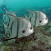 Description de l'image Atlantic Spadefish PLW edit.jpg.