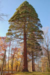 Giant Sequoia Sequoiadendron giganteum Tyler Tree 2000px.jpg