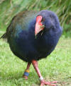 Description de l'image Takahe noa.jpg.