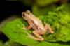 Nectophrynoides asperginis (Kihansi Spray Toad) | Photograph | Flickr
