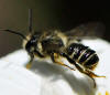 Megachile - Leafcutter, Resin, and Mortar Bees Subgenus Megachile - Megachile