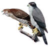 Description de l'image Accipiter gentilisAAP045CA.jpg.