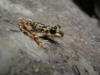 Description de l'image Alytes muletensis.JPG.