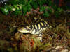Description de l'image Ambystoma tigrinum Domenico Kumme 5.jpg.