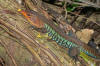 Description de l'image Ameiva undulata02.jpg.
