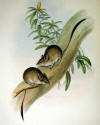 Description de l'image Antechinomys lanigera - Gould.jpg.