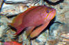 Description de l'image Anthias_anthias.jpg.