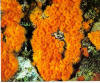 Description de l'image Astroides_calycularis.jpg.