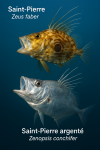Draw a Saint-Pierre (Zeus faber) and a Saint-Pierre argenté (Zenopsis conchifer) in action in their natural habitat, with their French and scientific names displayed.