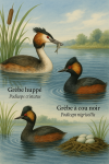 Draw a great crested grebe and a black-necked grebe in action in their natural habitat, including their scientific and French names.