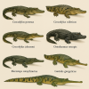 Draw six different crocodilian species in color on a light background, with only their scientific names displayed.