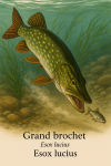 Draw a Northern Pike (Esox lucius) lunging at its prey in its natural habitat, with its scientific and French names displayed.