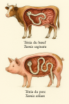 Illustration of Taenia saginata (Ténia du bœuf) and Taenia solium (Ténia du porc) in action in their natural environment. The image should depict both tapeworms interacting with their respective hosts (cow and pig) in a realistic biological setting. Include their French and scientific names clearly labeled. Format: 1025x1536.
