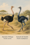 dessine moi un Struthio camelus — Autruche d’Afriqueet un Struthio molybdophanes — Autruche de Somalieen action dans leur milieu naturel dans un format de 1025*1536 avec leurs noms Français et scientifique