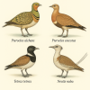 dessine moi des gangas et des outardes (oiseaux) d'espces diffrentes en couleurs sur fond clair en format 1024*1024 et leurs noms scientifique seulement.