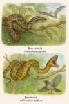 Illustration of Chilabothrus angulifer (Boa cubain) and Chilabothrus subflavus (Boa jamaïcain) in action in their natural habitat, labeled with both their French and scientific names
