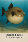 Draw a Triodon bourse (Triodon macropterus) in action in their natural habitat, including their French and scientific names. Ensure the illustration accurately reflects its unique features: a drop-shaped, laterally compressed body, thick granular skin, large forward-facing mouth, single well-developed dorsal spine, and ventral sac for defense.