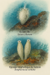 dessine un Sycon ciliatum (Sycon cilié) et un Amphoriscus semoni (Éponge amphorique de Semon) en action dans leur milieu naturel, avec leurs noms français et scientifiques visibles, dans un format de 1025x1536