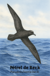 Ptrel de Beck (Pseudobulweria becki) en action dans son milieu naturel, format 1025x1536, avec les noms Franais et scientifique