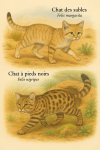 dessine moi un(e)Felis margarita — Chat des sables et un(e) Felis nigripes — Chat à pieds noirs en action dans leur milieu naturel dans un format de 1025*1536 avec leurs noms Français et scientifique