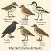 dessine moi 6 charadriiformes limicoles (oiseaux) d'espces diffrentes en couleurs sur fond clair en format 1024*1024 et leurs noms scientifique seulement.