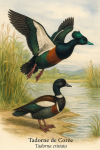 Un couple de Tadorna cristata (Tadorne de Core) en action dans leur habitat naturel, avec leurs noms franais et scientifique visibles, format 1025x1536