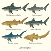 dessine moi 6 galeomorphes (poissons) d'espces diffrentes en couleurs sur fond clair en format 1024*1024 et leurs noms scientifique seulement.