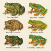 Draw six different species of Neobatrachia (amphibians) in color on a light background, with their scientific names only, in 1024x1024 format.