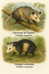 Illustration of Didelphis virginiana (Opossum de Virginie) and Didelphis marsupialis (Sarigue commune) in action in their natural habitat, labeled with both French and scientific names, in 1025x1536 format