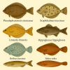 dessine moi 6 Pleuronectiformes (poissons) d'espces diffrentes en couleurs sur fond clair en format 1024*1024 et leurs noms scientifiques seulement.