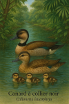 Dessine une famille de Callonetta leucophrys (Canard  collier noir) dans leur milieu naturel, une rivire forestire avec des feuillages tropicaux, en style raliste avec des dtails prcis du plumage, de leau, et de la vgtation. Intgre leurs noms franais et scientifiques dans limage.