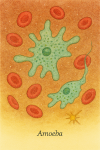 Illustration naturaliste d'une amibe (Amoeba) dans son habitat aquatique